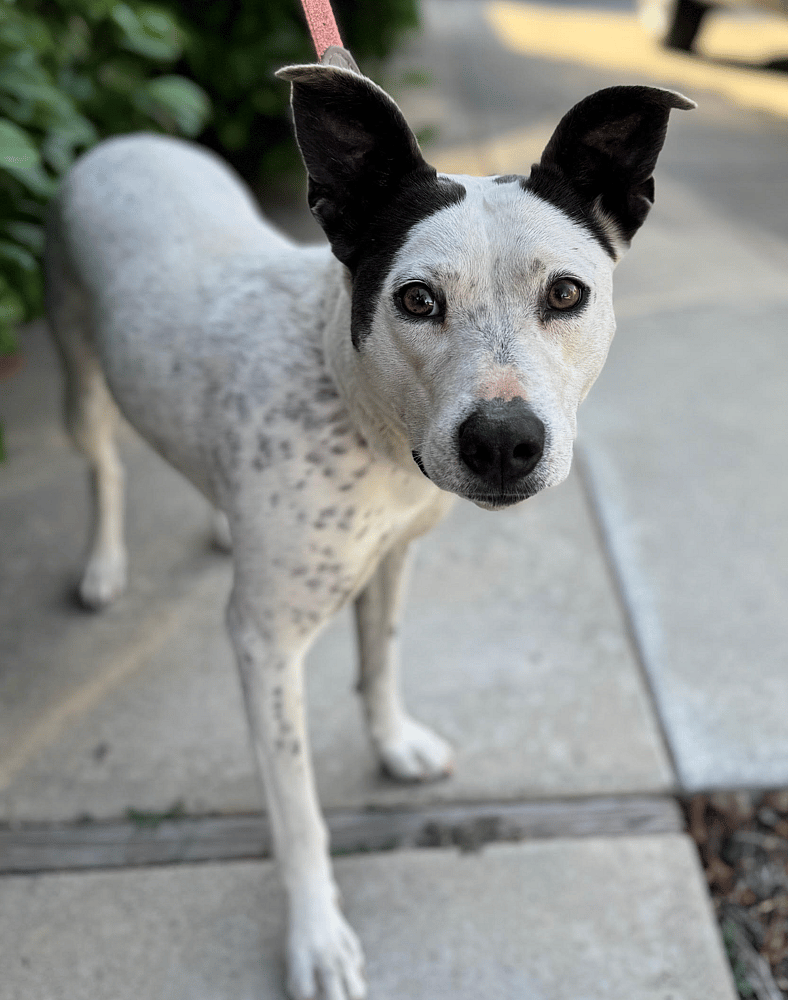 Layla - Dog available for adoption